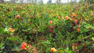 cloudberry